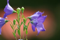 「淡」淡いピンクの背景に