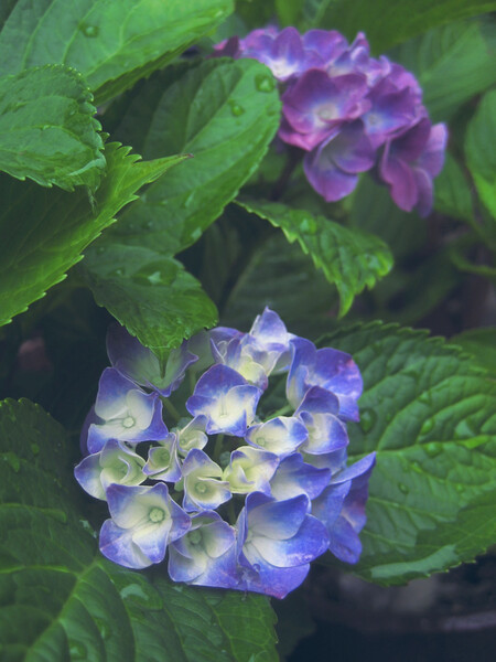 リトマス紫陽花