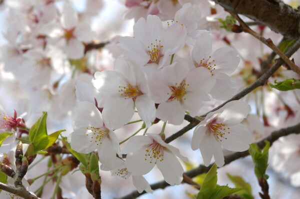 吉野の桜クローズアップ