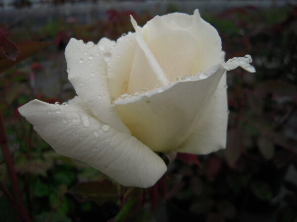 白バラ　“パスカリ”