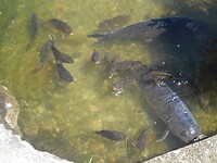 大きい鯉と小さな鯉
