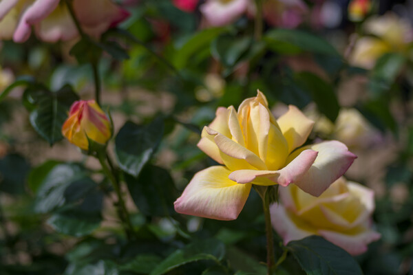 ローズガーデンも薔薇の季節に