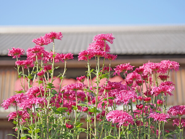 笠間の菊まつり〜ピンク〜
