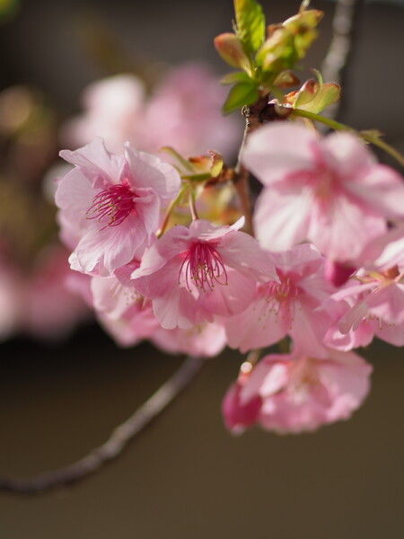 美人桜