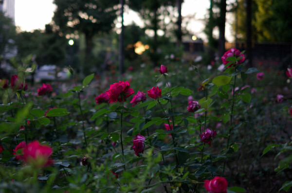 夕暮れの薔薇園