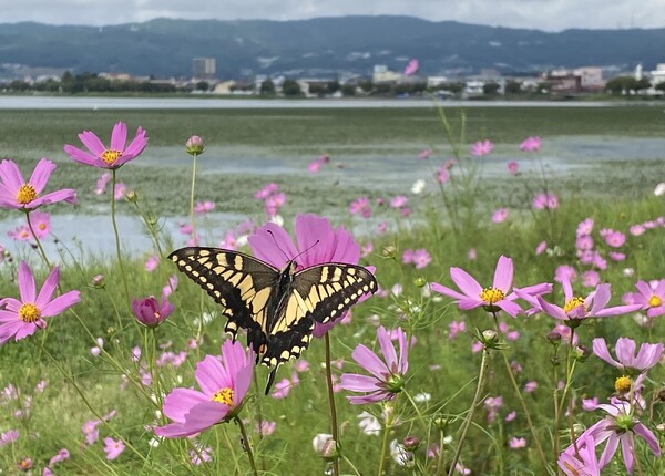 湖畔の風