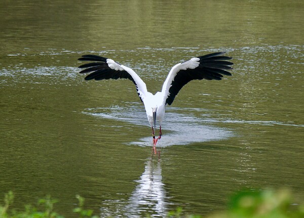 コウノトリ