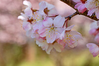早咲き桜　１