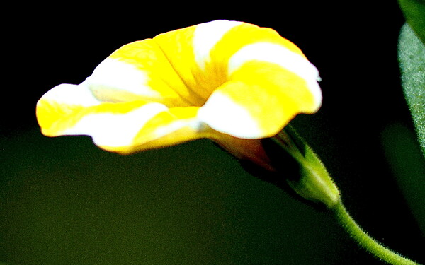カリプラコア　黄色