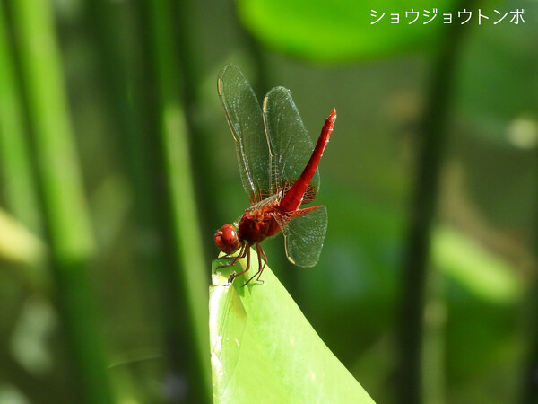 ショウジョウトンボ