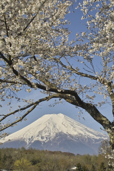 桜と富士Ⅱ