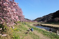 南伊豆町の河津桜