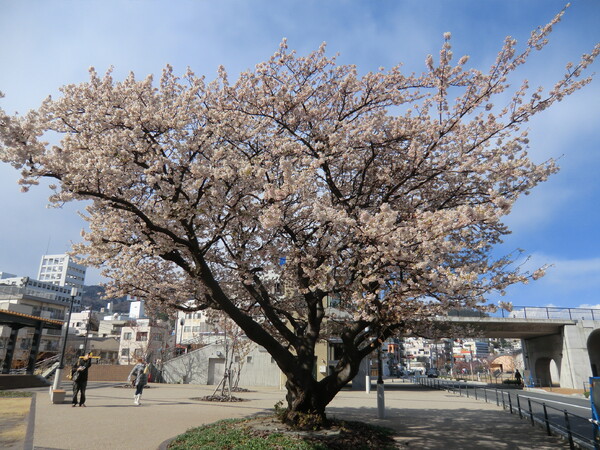 渚小公園の桜