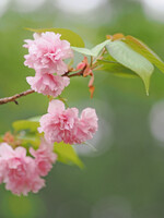 八重の桜４