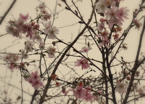 １１月桜３