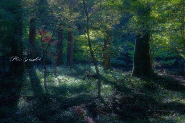 古代の森