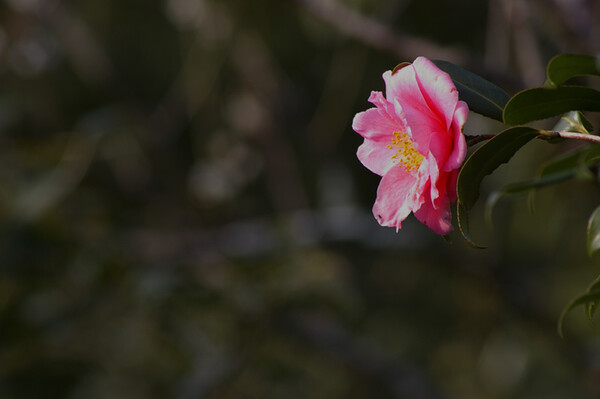 Hi Camellia,