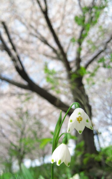【桜】その下に咲く