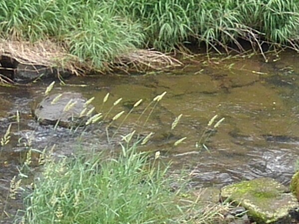 川底が見える綺麗な水