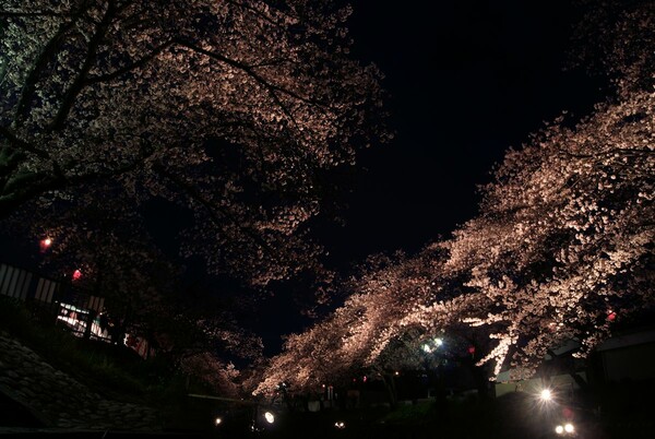 【淡彩】夜桜散策
