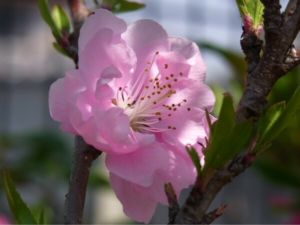 【おだやかに・・・春】桃の花