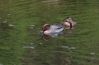 川に探鳥に行きましたが・・