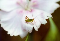 「じっとしてあげてんだから早く撮れよなっ！」