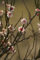 逆光 in 閑谷学校