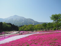 芝桜と武甲山