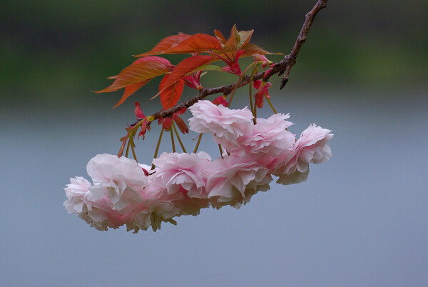 美しい八重桜