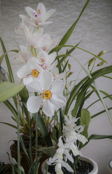 春の白い花たち