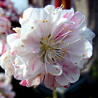 枝垂れ源平桃の花