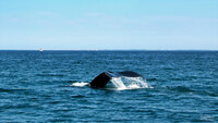 鯨の尾っぽ
