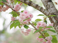 八重の桜２