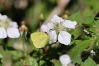 春の蝶二題（その１キタキチョウ）