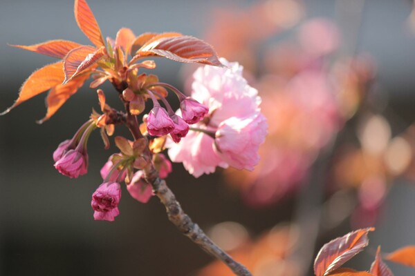 八重桜（関山）