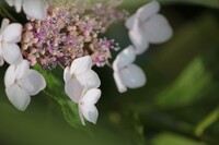 額紫陽花の顔