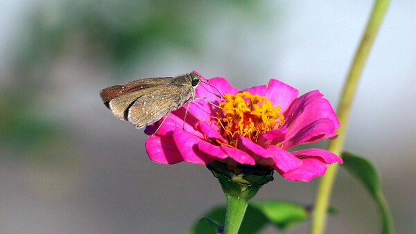 【紅】の花に留る蝶