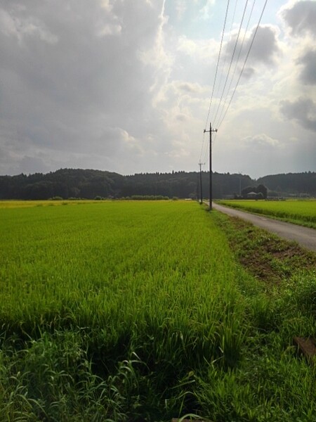 水田沿いを通る道路のある景色