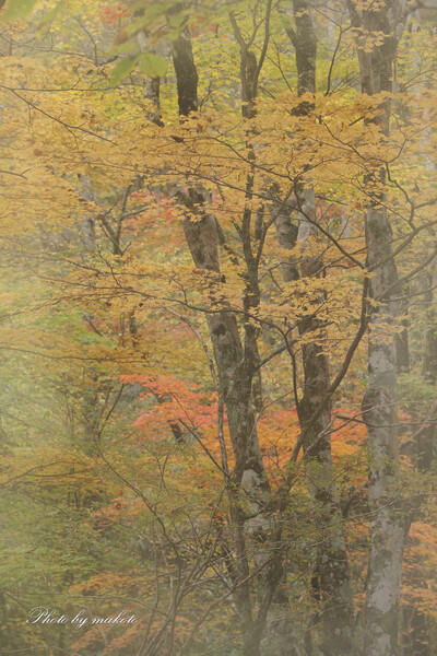 秋の雑木林