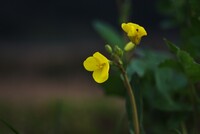 農道脇に巻かれた菜種