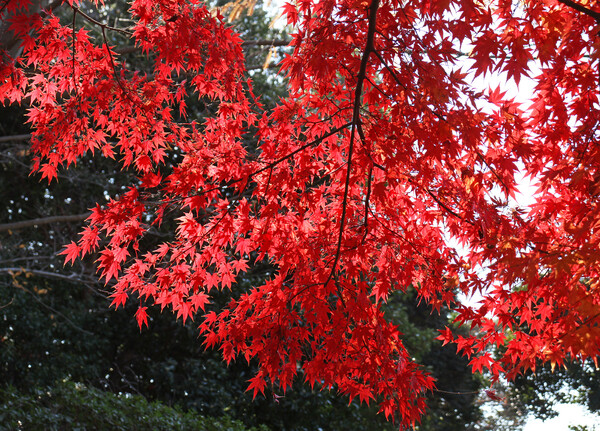 大船植物園