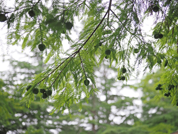 おまけ