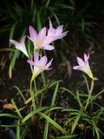 妖精たちの舞踏会