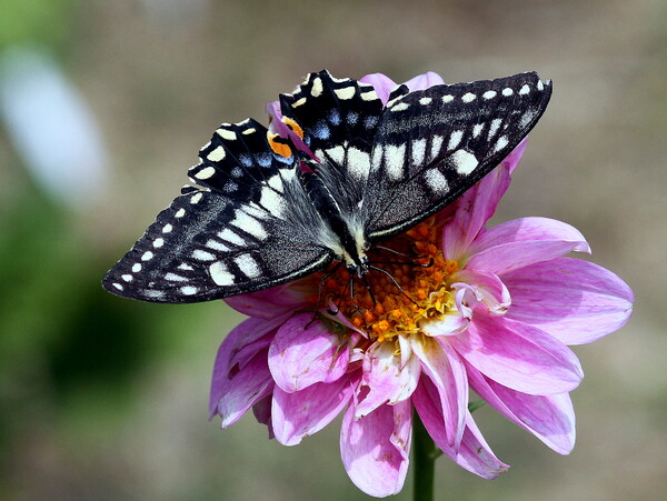 花に留まるアゲハ蝶
