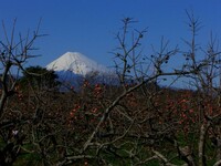 今日の富士山　と甘柿