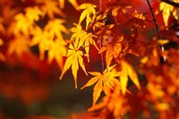 この時期にまだ紅葉