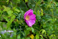 雨降りのバラ。