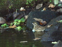 和みの水辺