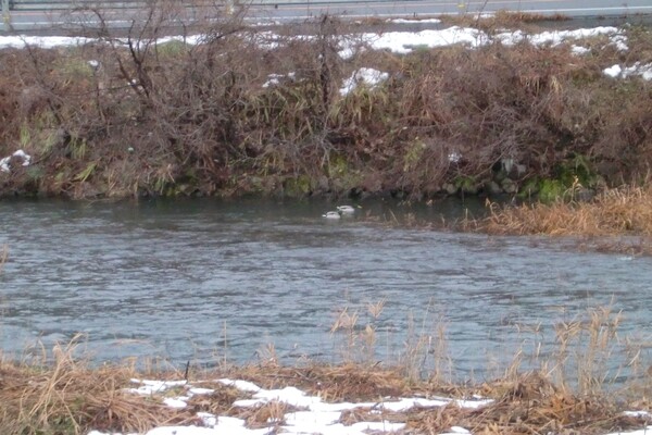 蒲生川の鴨